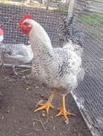 Hanen, Dieren en Toebehoren, Pluimvee, Mannelijk, Kip