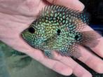 Short body green texas cichlid, Vis, Zoetwatervis