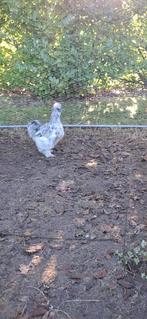 koppeltje zijdehoenders, Dieren en Toebehoren, Pluimvee, Meerdere dieren, Kip