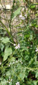 Zaailingen van de Verbena Officinalis, Tuin en Terras, Planten | Tuinplanten, Ophalen, Zomer, Overige soorten, Volle zon
