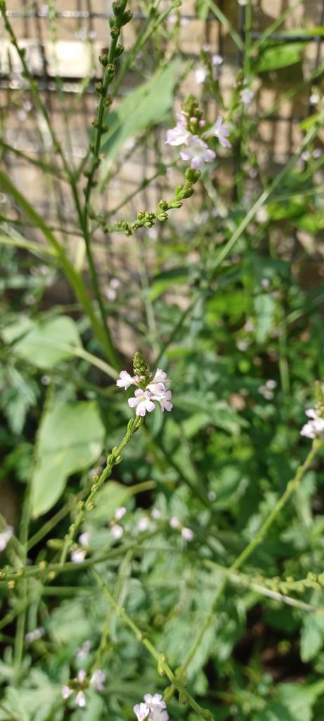 Zaailingen van de Verbena Officinalis, Tuin en Terras, Planten | Tuinplanten, Overige soorten, Volle zon, Zomer, Ophalen
