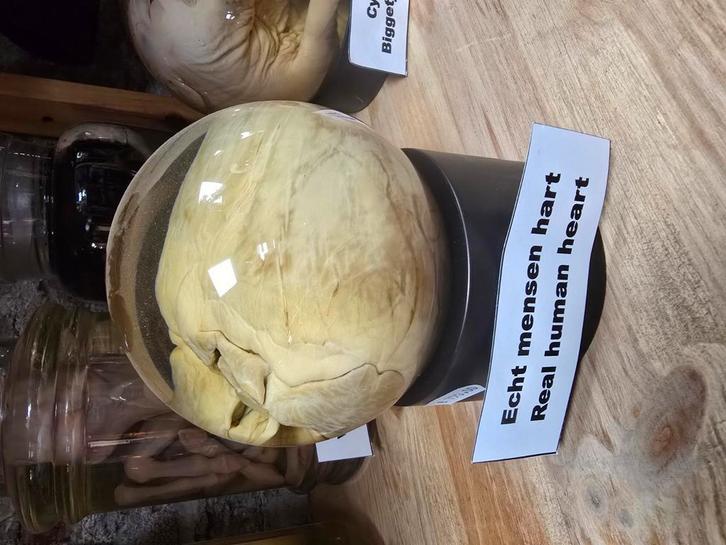 Menselijk hart op sterk water, Verzamelen, Dierenverzamelingen, Zo goed als nieuw, Beeldje of Figuurtje, Ophalen