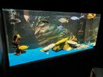 Complete  aquael aquarium te koop, Ophalen, Zo goed als nieuw, Gevuld zoetwateraquarium