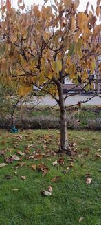 Jonge Kersenboom te koop. Mag weg voor een leuke prijs., Tuin en Terras, Planten | Bomen, Overige soorten, Lente, 100 tot 250 cm