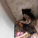 Halve Britse korthaar  kittens, Dieren en Toebehoren, Katten en Kittens | Raskatten | Korthaar, Kater, Ontwormd, 0 tot 2 jaar