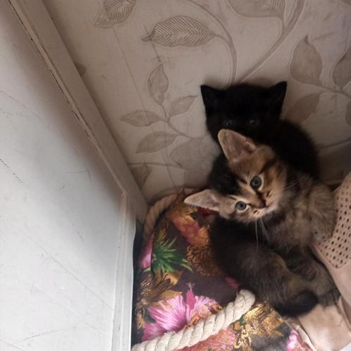 Halve Britse korthaar  kittens, Dieren en Toebehoren, Katten en Kittens | Raskatten | Korthaar, Kater, 0 tot 2 jaar, Ontwormd