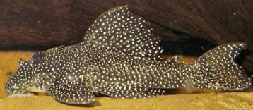 L-Nummers: L262 Hypancistrus sp. beschikbaar voor biedingen