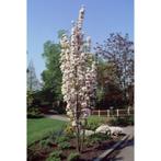 Prunus serrulata 'Amanogawa' - Zuilsierkers - boom, Tuin en Terras, Planten | Bomen, Lente, 100 tot 250 cm, Zuilboom, Ophalen