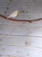 Gele mozaïek kanarie, Dieren en Toebehoren, Vogels | Kanaries, Mannelijk, Kleurkanarie