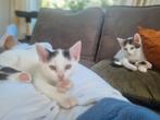 Kittens, Dieren en Toebehoren, Poes, Kortharig, 0 tot 2 jaar