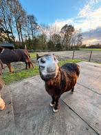 Ruimte voor Shetlanders - D pony Pensionstalling voor ruinen, Dieren en Toebehoren, Stalling en Weidegang, Stalling, 2 of 3 paarden of pony's