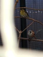 Baardmannetjes te koop, Dieren en Toebehoren, Mannelijk, Wildzangvogel, Geringd