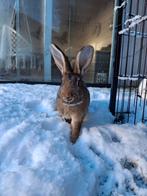 Lotharinger rammetje, Mannelijk, Middelgroot, 0 tot 2 jaar
