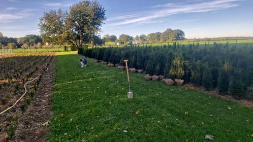 Taxus baccata gekweekt op Limburgse Löss., Tuin en Terras, Planten | Struiken en Hagen, Taxus, Ophalen of Verzenden