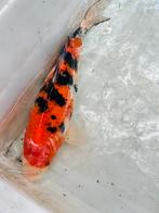 Sanke kuchibeni van Yagenji, Karper of Koi