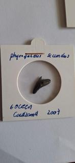 Fossiele haaientand Physogaleus secundus, Ophalen of Verzenden, Fossiel