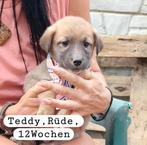 Pups zoeken een thuis familie, Dieren en Toebehoren, Honden | Niet-rashonden, Particulier, Rabiës (hondsdolheid), 15 weken tot 1 jaar