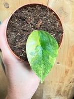 Alocasia platinum variegata plant albo white wit mint, Huis en Inrichting, Kamerplanten, Ophalen of Verzenden, Halfschaduw, Minder dan 100 cm