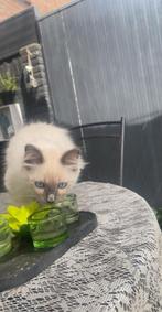 Kitten, Kater, Ontwormd, 0 tot 2 jaar