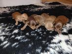 Chihuahua pups, Dieren en Toebehoren, Honden | Chihuahua's en Gezelschapshonden, 8 tot 15 weken, Parvo, Meerdere, Meerdere dieren