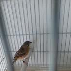 Citroenborst Edelzanger pop 2025 geringd, Dieren en Toebehoren, Vrouwelijk, Tropenvogel, Geringd