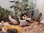 LAATSTE Chinese dwergkwartel hennen p.stuk 7.50 zie beschrij, Dieren en Toebehoren, Vogels | Overige Vogels, Vrouwelijk
