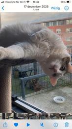 Jarela, Kaatje, geboren 22-05-22 herplaatsing Nederland, Dieren en Toebehoren, Katten en Kittens | Overige Katten, Poes, Langharig