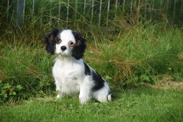 Cavalier King Charles spaniel pup beschikbaar voor biedingen