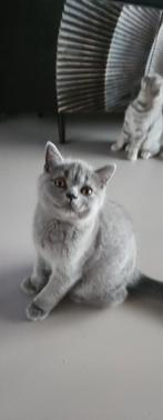 Britse korthaar kittens, Dieren en Toebehoren, Meerdere dieren, Ontwormd, 0 tot 2 jaar