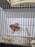 2 kanarie poppen, Vrouwelijk, Kleurkanarie