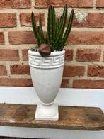 Stapelia grandiflora, Overige soorten, Volle zon, Vaste plant, Ophalen of Verzenden