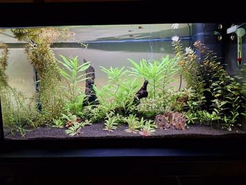 Juwel 80cm 110Liter Aquarium beschikbaar voor biedingen