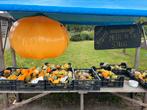 Pompoenen en kalebassen, Tuin en Terras, Ophalen, Voorjaar, Volle zon, Zaad
