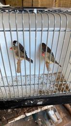 Tropische vogels, Dieren en Toebehoren, Vogels | Overige Vogels, Meerdere dieren