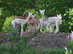 Alpaca merries en hengsten, Dieren en Toebehoren, Overige Dieren, Meerdere dieren, Voor 1 juli 2024