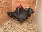 Haan +2 hennen zwarte australorp OPHALEN HASSELT BELGIE, Dieren en Toebehoren, Meerdere dieren, Kip