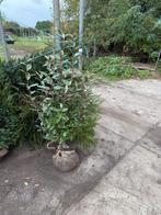 Olijfwilg of Eleagnus hoog 125/150 plant er 3-4 pm, Ophalen, Haag, 100 tot 250 cm