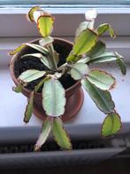 Cactus /vetplant, Huis en Inrichting, Kamerplanten, Cactus, Minder dan 100 cm, Ophalen of Verzenden, Halfschaduw