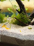 Neon Yellow Black - Neocaridina garnalen, Kreeft, Krab of Garnaal, Zoutwatervis