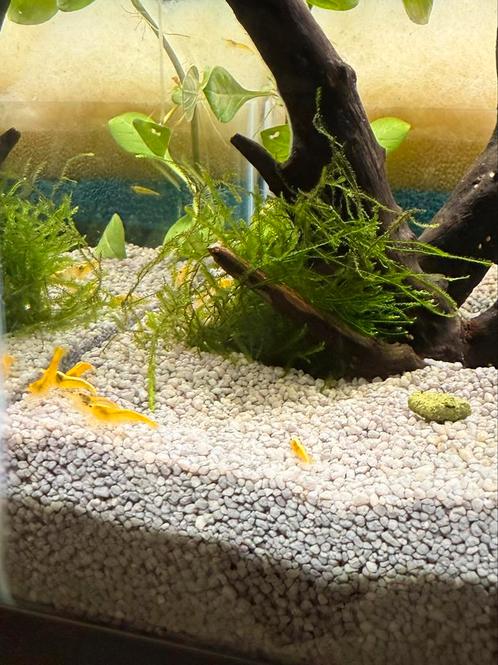 Neon Yellow Black - Neocaridina garnalen, Dieren en Toebehoren, Vissen | Aquariumvissen, Zoutwatervis, Kreeft, Krab of Garnaal