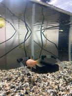 Vissen aquarium met vis, Dieren en Toebehoren, Vissen | Aquariumvissen, Vis