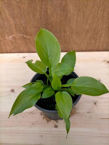 Hosta beschikbaar voor biedingen