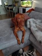 Vizsla reu aan om te dekken, Dieren en Toebehoren, Particulier, Buitenland, 1 tot 2 jaar, Reu