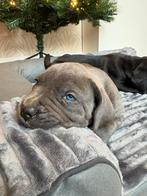 Cane corso x presa canario pups, Dieren en Toebehoren, Rabiës (hondsdolheid), Overige rassen, 8 tot 15 weken, Meerdere