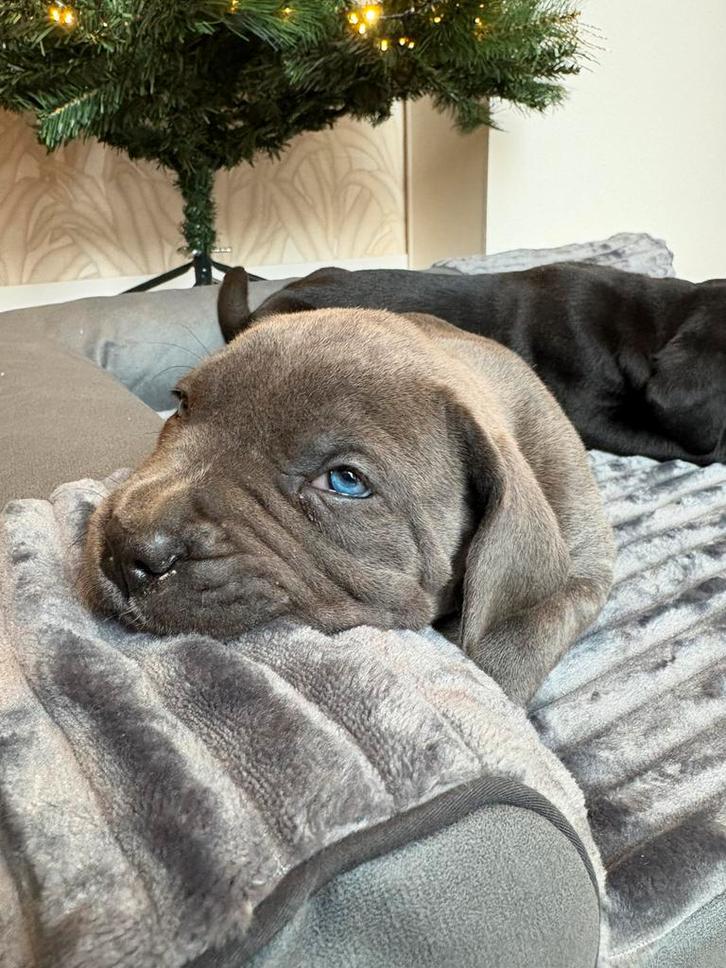 Cane corso x presa canario pups, Dieren en Toebehoren, Honden | Bulldogs, Pinschers en Molossers, Meerdere dieren, Overige rassen