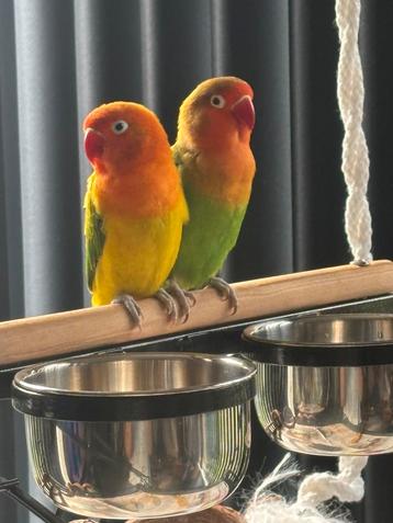 2 fischeri agapornissen met eventueel kooi/ accessoires beschikbaar voor biedingen