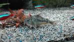 Corydoras Paleatus., Dieren en Toebehoren, Ophalen