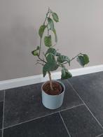 Citrusboompje, Ophalen, Minder dan 10 m², Laminaat