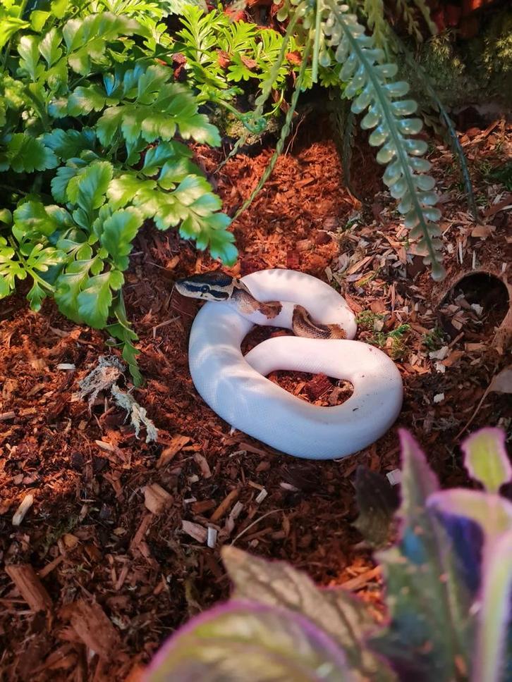 0.1 High White Piebald, Dieren en Toebehoren, Reptielen en Amfibieën, Slang, 0 tot 2 jaar, Tam