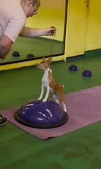 Balans halve bal hond, Ophalen of Verzenden, Nieuw